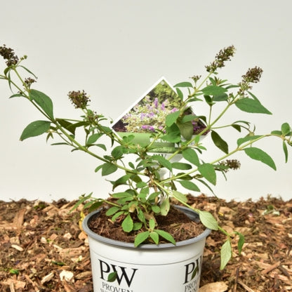 Buddleja 'Blue Chip'
