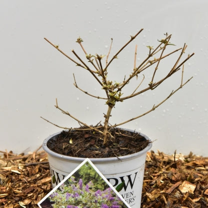 Buddleja 'Blue Chip'