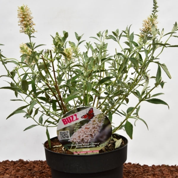 Buddleja 'Buzz Ivory'