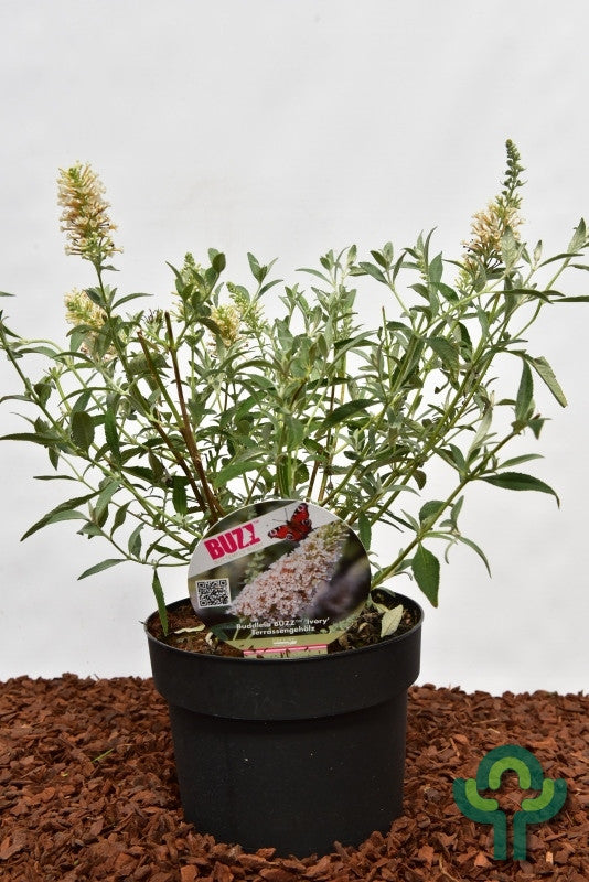 Buddleja 'Buzz Ivory'