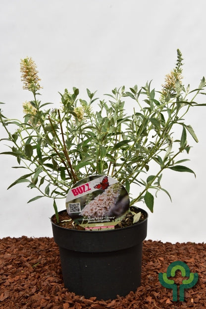 Buddleja 'Buzz Ivory'