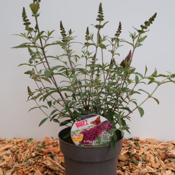 Buddleja 'Buzz Violet'