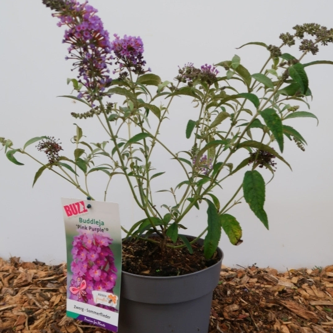 Buddleja 'Buzz Pink Purple'