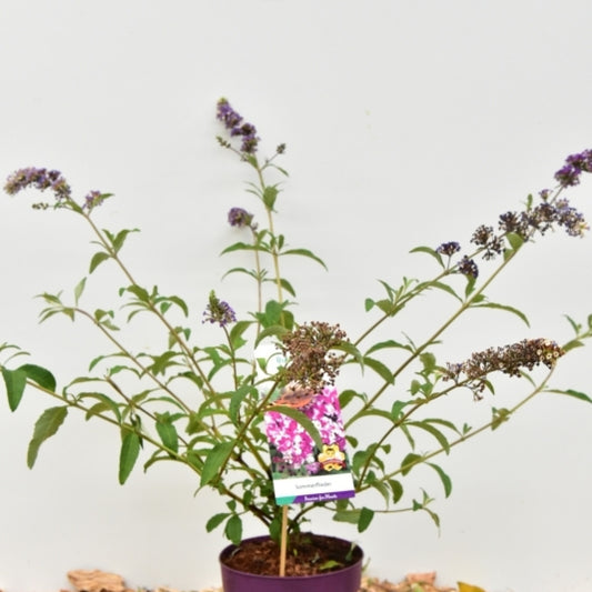 Buddleja davidii 'Berries and Cream' ®