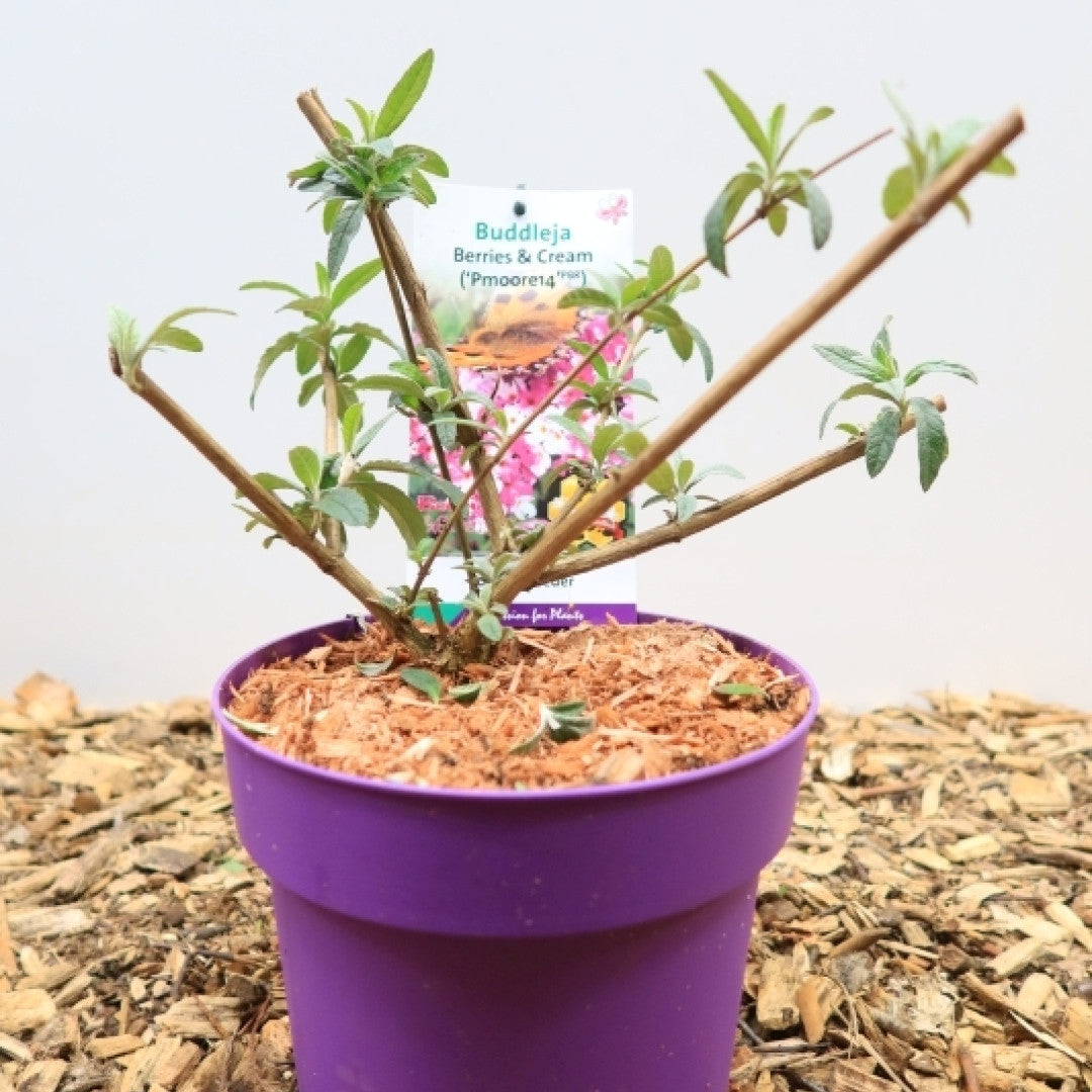 Buddleja davidii 'Berries and Cream' ®