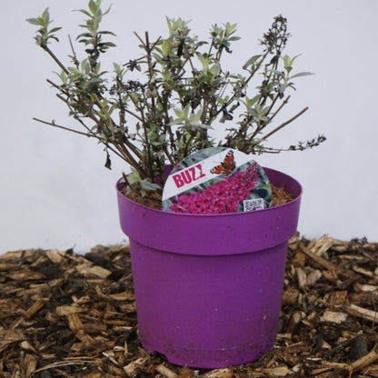 Buddleja 'Buzz Hot Raspberry'