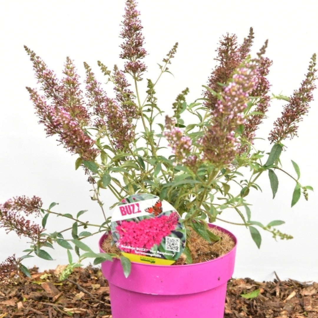 Buddleja 'Buzz Hot Raspberry'