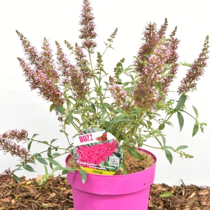 Buddleja 'Buzz Hot Raspberry'