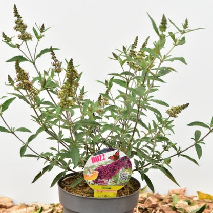 Buddleja 'Buzz Wine'