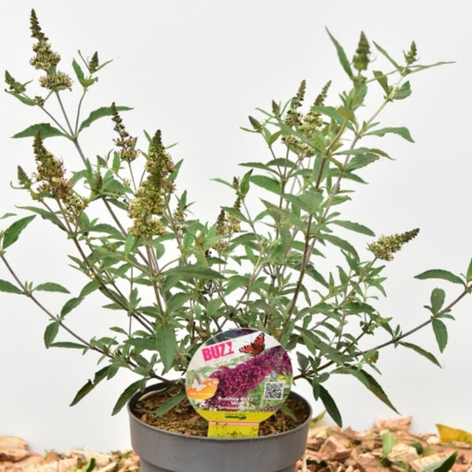 Buddleja 'Buzz Wine'