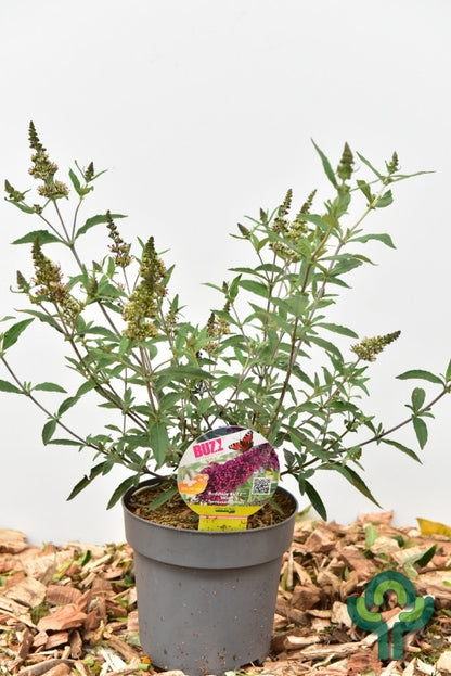 Buddleja 'Buzz Wine'