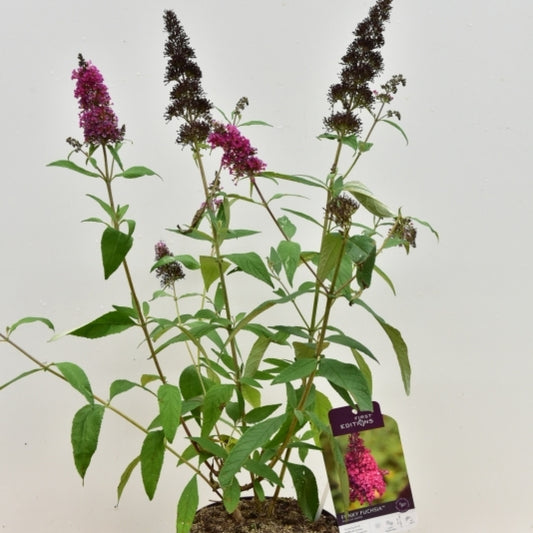 Buddleja davidii 'Funky Fuchsia' ®