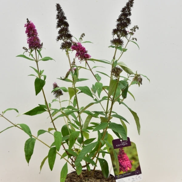 Buddleja davidii 'Funky Fuchsia' ®