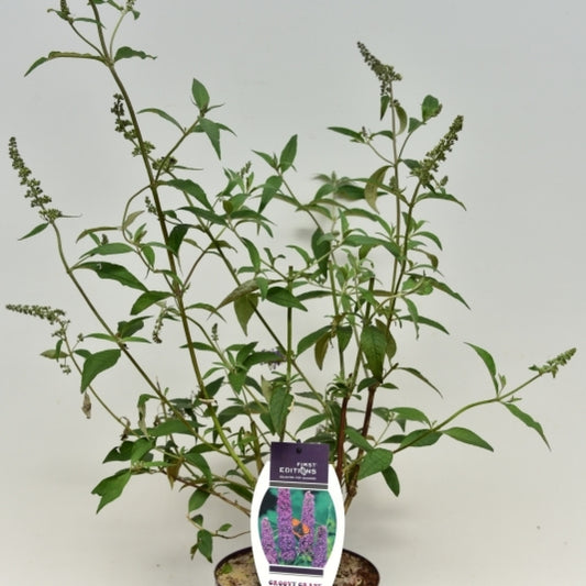 Buddleja davidii 'Groovy Grape' ®