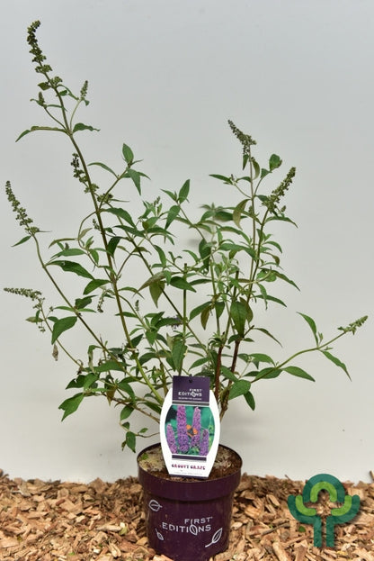 Buddleja davidii 'Groovy Grape' ®