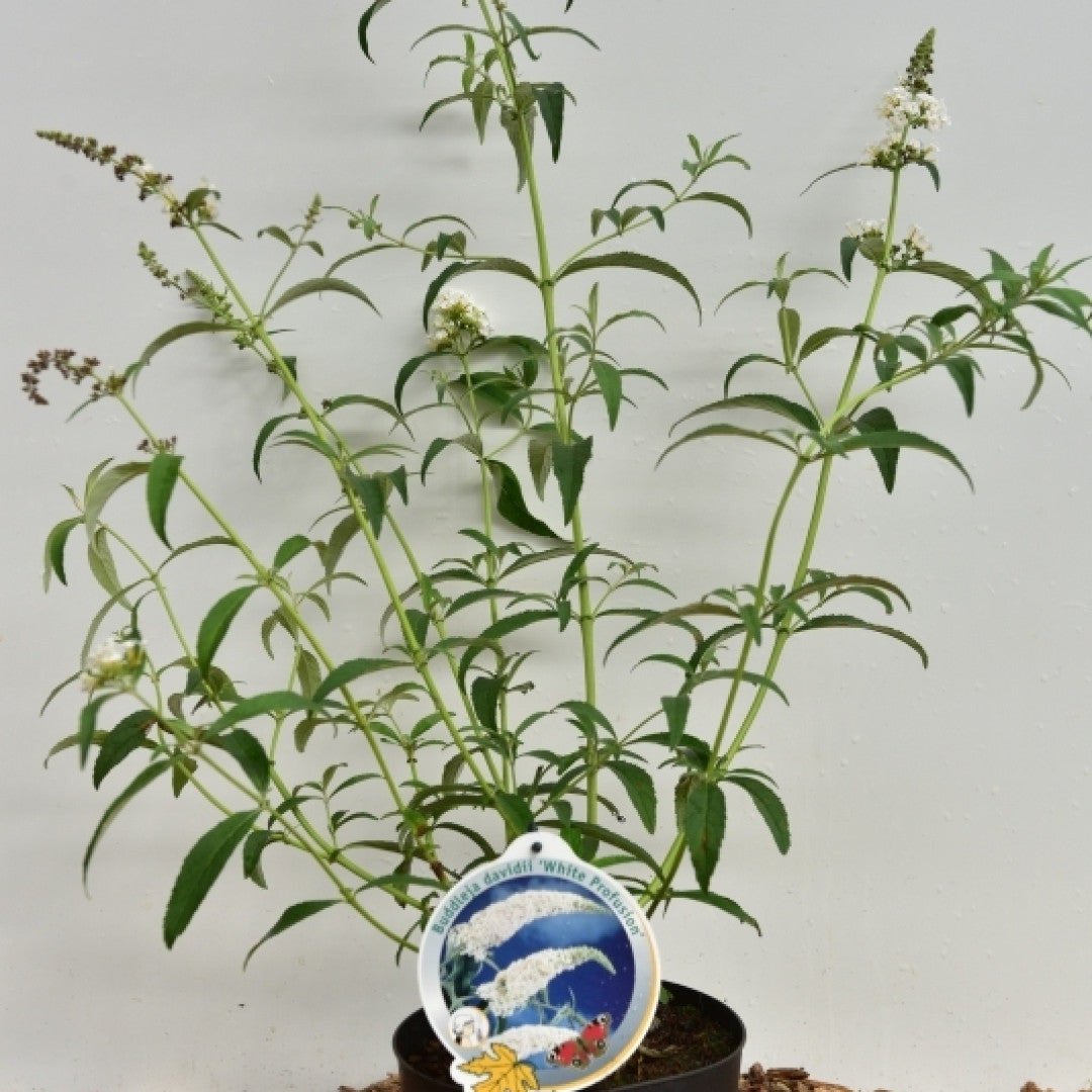 Buddleja davidii 'White Profusion'