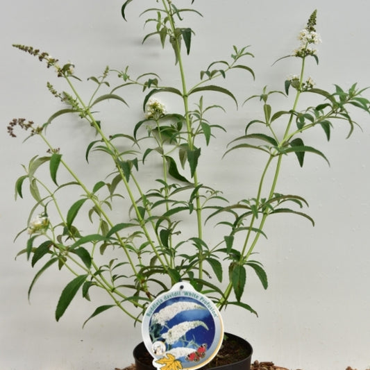 Buddleja davidii 'White Profusion'