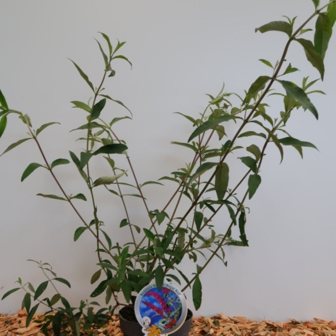 Buddleja davidii 'Royal Red'
