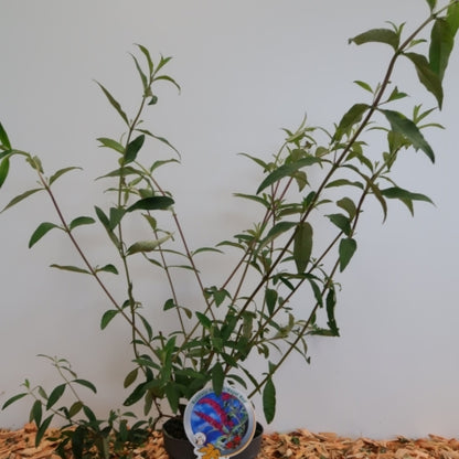 Buddleja davidii 'Royal Red'