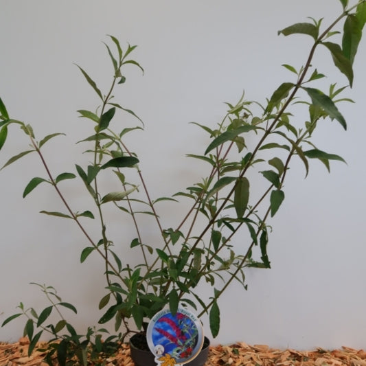 Buddleja davidii 'Royal Red'