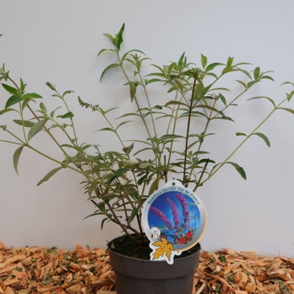 Buddleja davidii 'Ile de France'