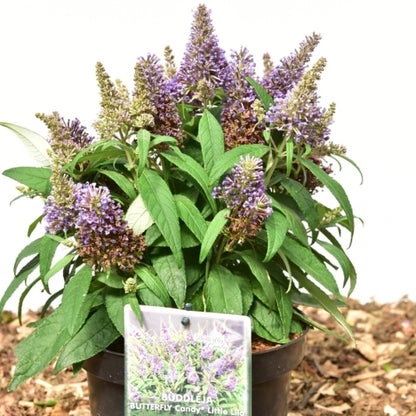 Buddleja davidii Butterfly Candy Little Lila ®