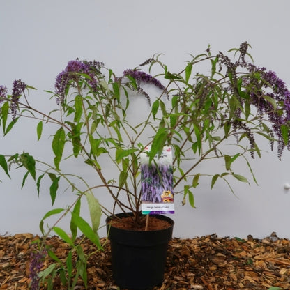 Buddleja davidii 'Wisteria Lane'