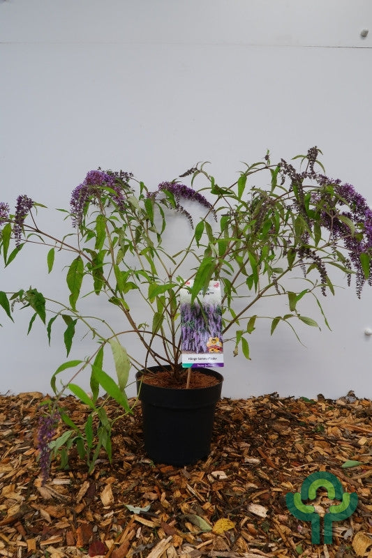 Buddleja davidii 'Wisteria Lane'
