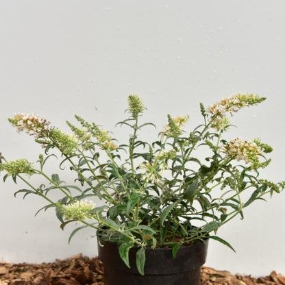 Buddleja davidii 'White Ball'
