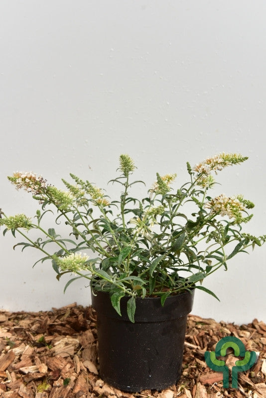 Buddleja davidii 'White Ball'