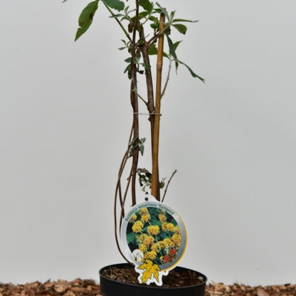 Buddleja weyeriana 'Sungold'
