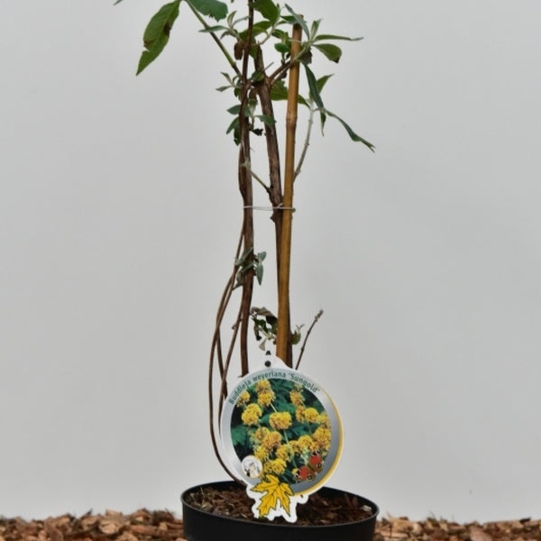 Buddleja weyeriana 'Sungold'