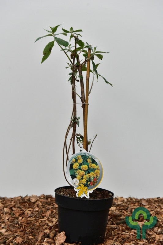 Buddleja weyeriana 'Sungold'