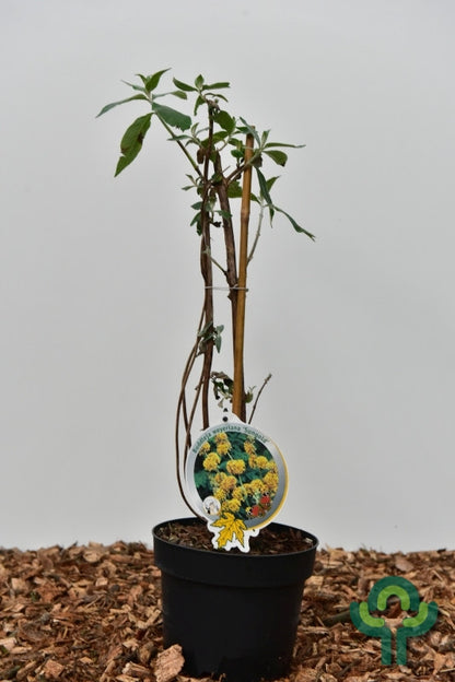 Buddleja weyeriana 'Sungold'
