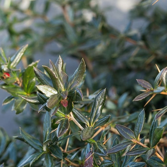 Berberis verruculosa
