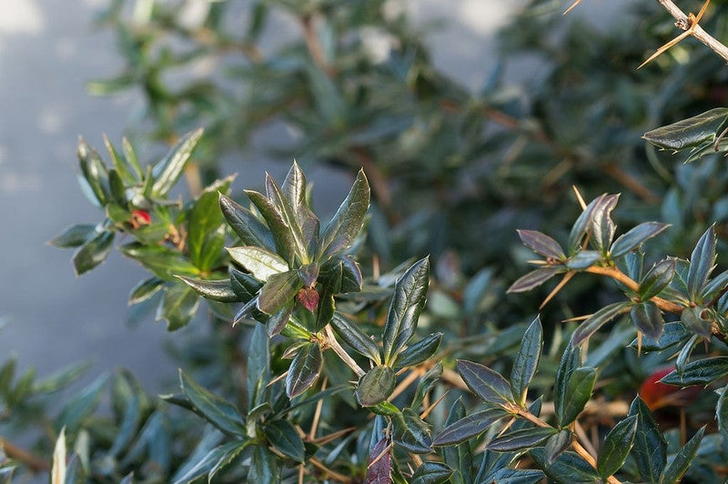 Berberis verruculosa