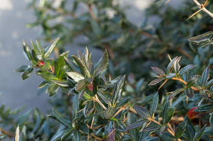 Berberis verruculosa
