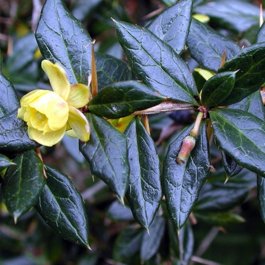 Berberis frikartii 'Amstelveen'
