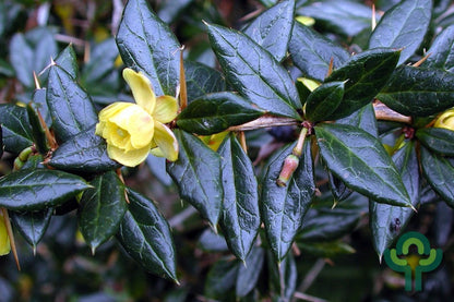 Berberis frikartii 'Amstelveen'