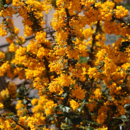 Berberis lologensis 'Mystery Fire'