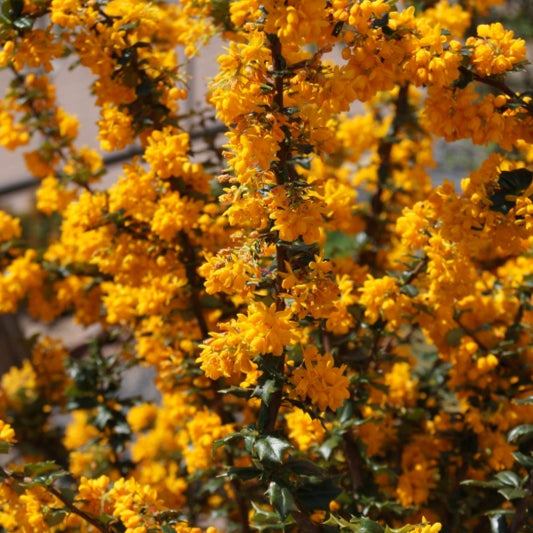 Berberis lologensis 'Mystery Fire'