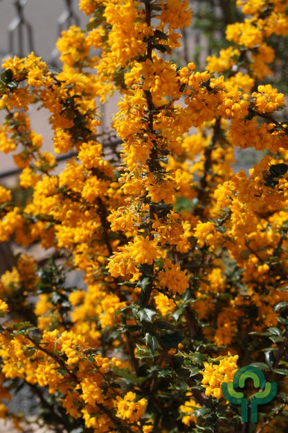 Berberis lologensis 'Mystery Fire'