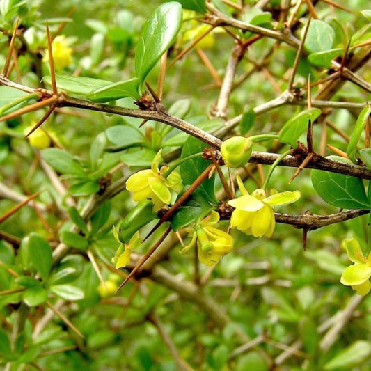 Berberis media 'Parkjuweel'