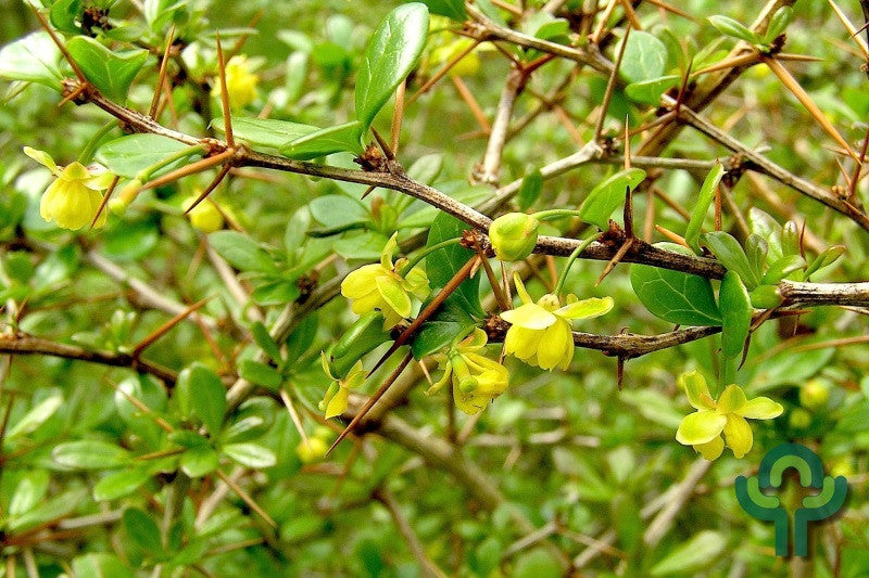 Berberis media 'Parkjuweel'