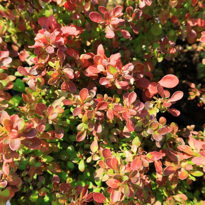 Berberis thunbergii 'Admiration'