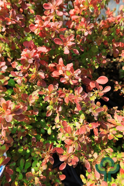 Berberis thunbergii 'Admiration'
