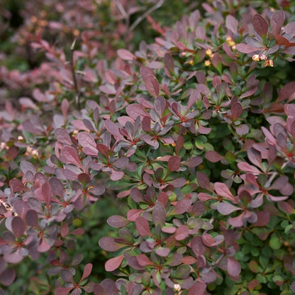 Berberis thunbergii 'Atropurpurea Nana'