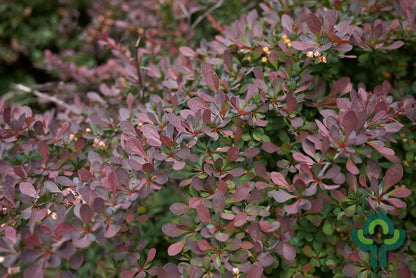 Berberis thunbergii 'Atropurpurea Nana'