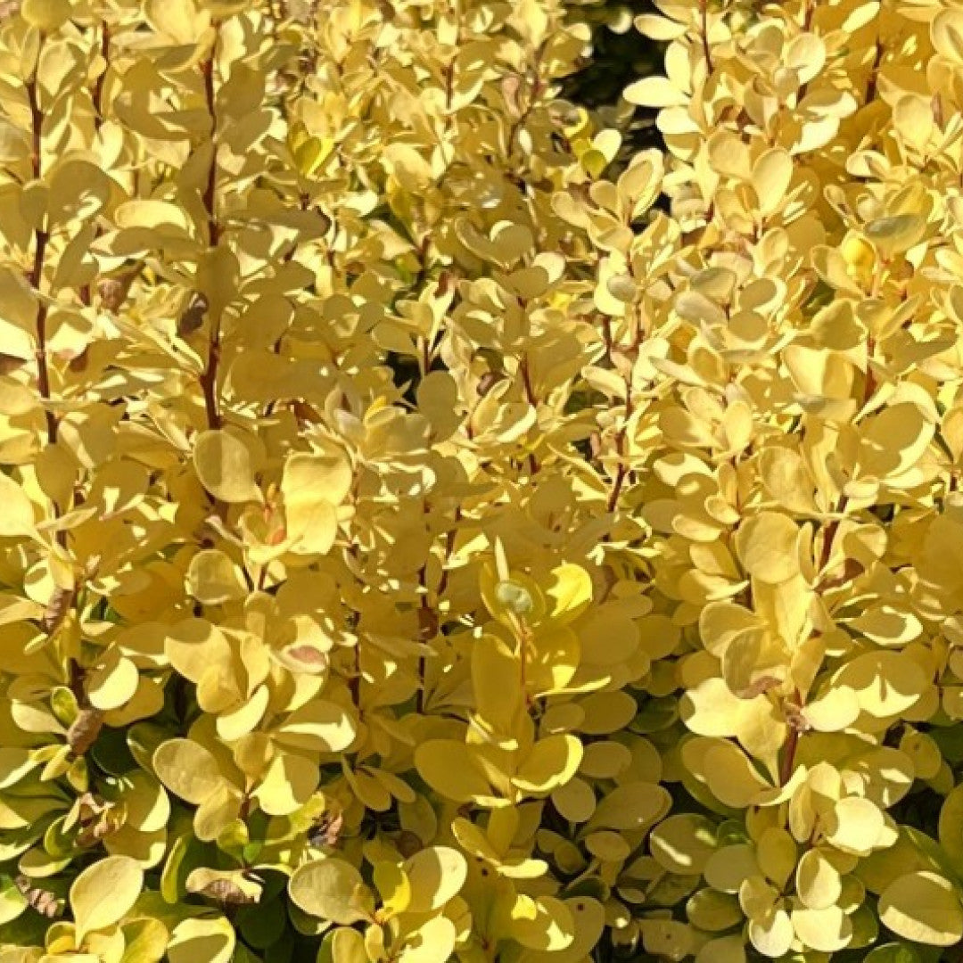Berberis thunbergii 'Golden Rocket'