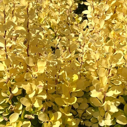 Berberis thunbergii 'Golden Rocket'